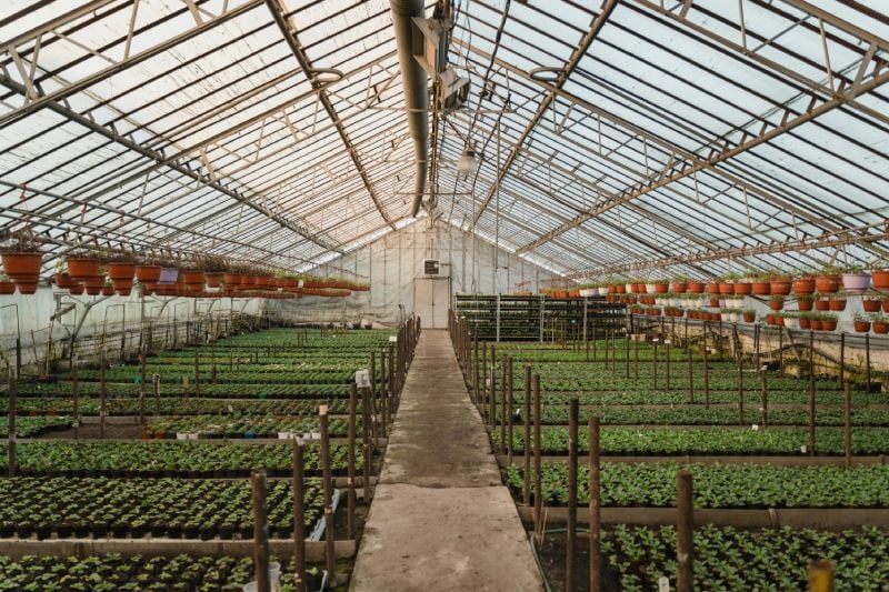 Preventing Mould and Fungi Growth in Greenhouses: The Power of Diffuser Kits Preventing Mould and Fungi Growth in Greenhouses: The Power of Diffuser Kits